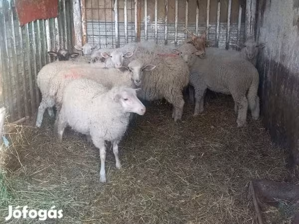 Juhok (tétel, nem megadva), Juhok
