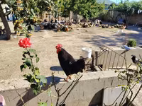 Chickens — foto 1