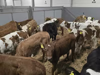 Toro, Ganado vacuno — foto 7
