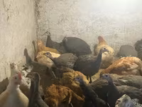 Guinea fowl — 1-сурет