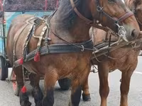 Klisna, Percheron — foto 2