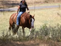 Horse (M), Quarter Horse — photo 8