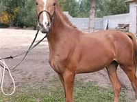 Hingst, Arabian horse — foto 2