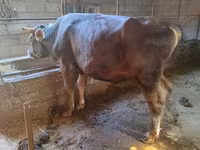 گاو نر, Swiss cattle — عکس 4