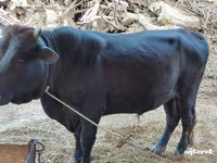 公牛, Cattle — 照片 4