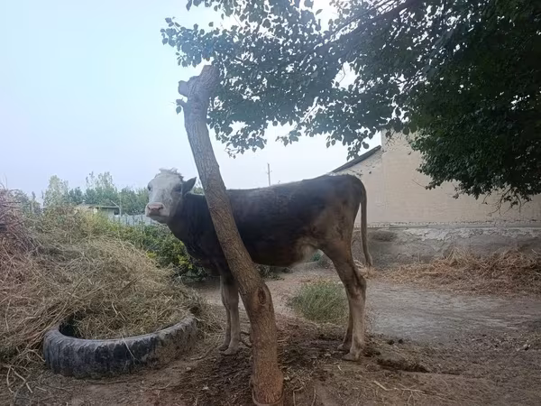 گاو ماده, گاو