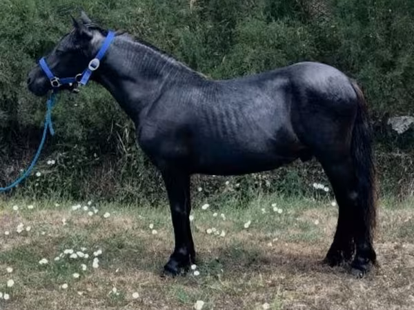 Ат, Голландиялык жылуукандуу