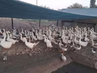 Geese — الصورة 1