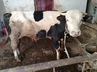 Sığır (parti, cinsiyet belirtilmedi), Simmental cattle — foto 3