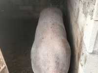 Cinghiale, Maiali — foto 2