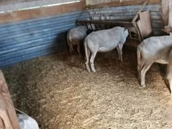 Sheep (batch, sex not specified), Sheep — Hungary