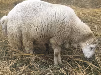 숫양, Bardhoka sheep — 사진 2