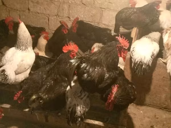 Chickens