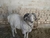قوچ, گوسفند — عکس 5