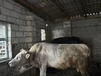 Lembu jantan, Cattle — foto 4