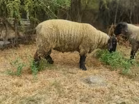 मेढ़ा, White Suffolk sheep — फ़ोटो 3