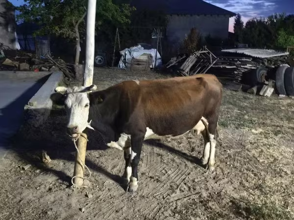 ላም, Latvian Blue cattle