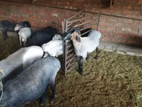 Cừu đực, Hissar sheep — ảnh 5