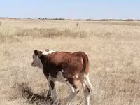 گاو ماده, Latvian Blue cattle — عکس 3