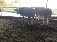 วัวตัวเมีย, Simmental cattle — รูปภาพ 2