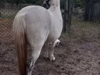 مادیان, Falabella — عکس 3