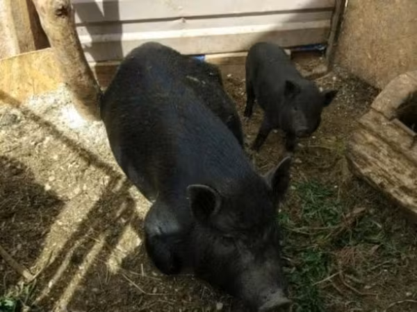 Boar, Вьетнамская вислобрюхая