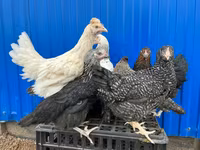Adler Silver — photo 1