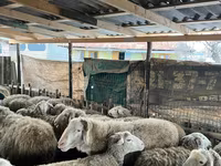 Sheep, Sheep — photo 2