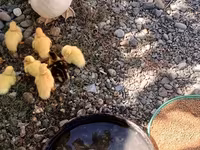 Ducks — عکس 2