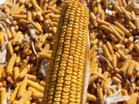 Кукуруза 🌽🌽🌽🌽 кукуруза 🌽🌽🌽🌽 кукуруза кукуруза жугору мака — 1-rasm
