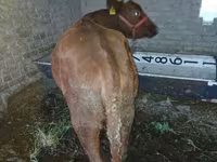 Cow, Cattle — photo 2