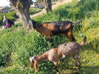 Kambing betina, Nubian Goat — foto 4