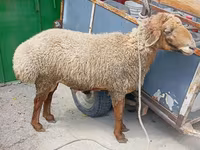 Kambing jantan, Sheep — foto 3