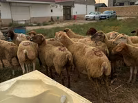 Får, Apsheron sheep — foto 2