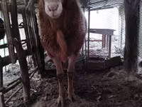 Ram, Arashan sheep — foto 7