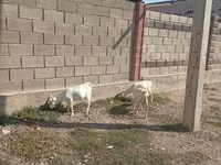 母山羊, Goats — 照片 3