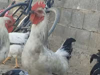 Chickens — foto 1