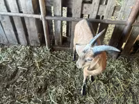 Kozel, Nubian Goat — foto 4