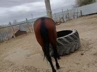 Faras, Horses — sawirka 3