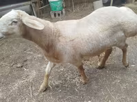 Wad, Arashan sheep — sawirka 3