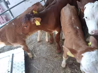 گاو نر, Simmental cattle — عکس 2