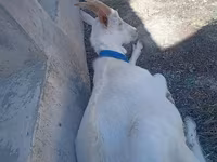 بز نر, Saanen goat — عکس 2