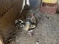 Chickens — sawirka 2