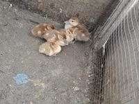 Ducks — Foto 7