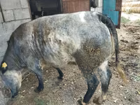 Bou, Belgian Blue — foto 6