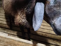 Ovce, Ovce — foto 5