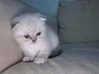 Məhsul: Pişik üçün rahatlıq və əyləncə dəsti Tərkibi: - Yumşaq — รูปภาพ 2