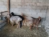 Vædder, Rhon sheep — foto 5