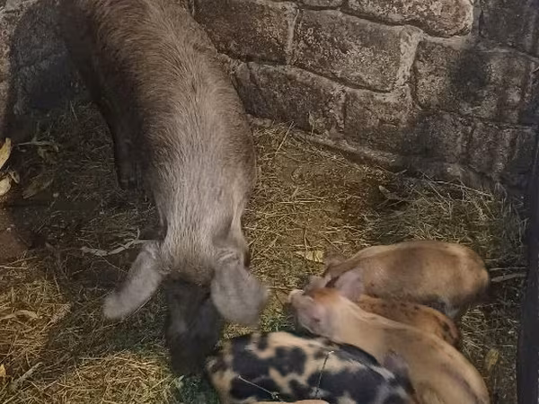 Säue, Schweine