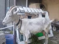 Goat, Saanen goat — photo 1